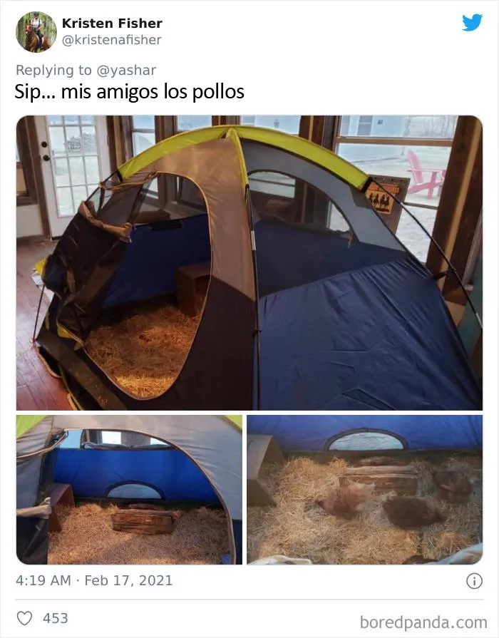 En Texas están resguardando a todo tipo de animales para protegerlos de la ola de frío (19 fotos)