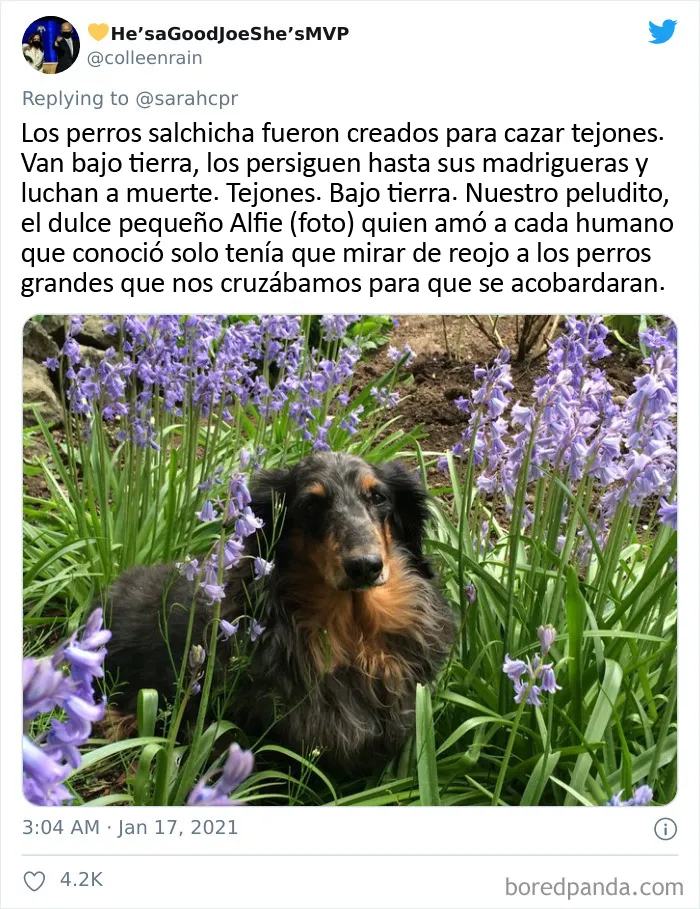 20 Tuits de dueños de perros salchicha contando cómo es tener mascotas con tanta personalidad