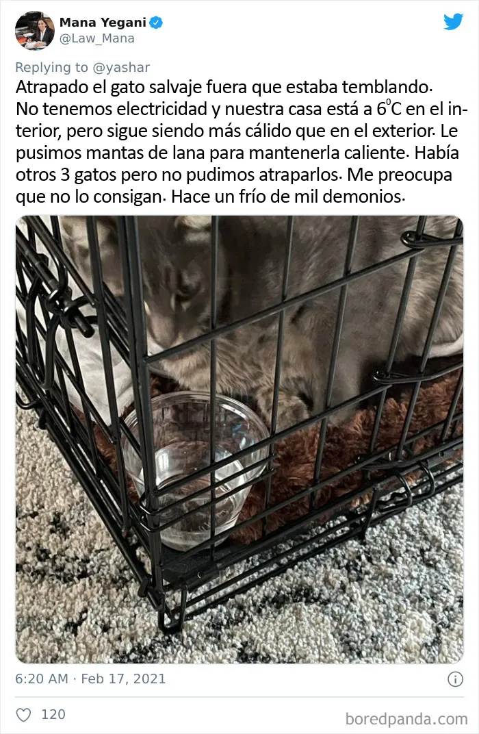 En Texas están resguardando a todo tipo de animales para protegerlos de la ola de frío (19 fotos)