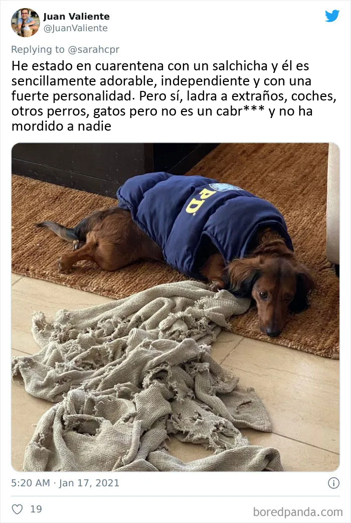 20 Tuits de dueños de perros salchicha contando cómo es tener mascotas con tanta personalidad