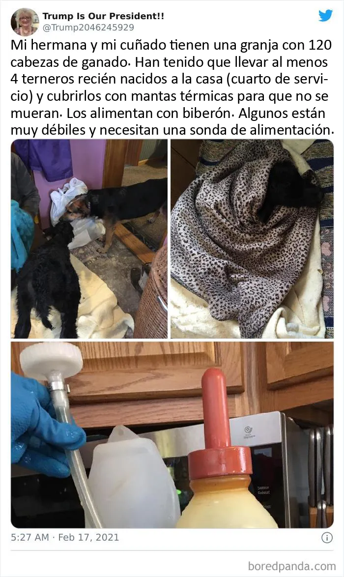 En Texas están resguardando a todo tipo de animales para protegerlos de la ola de frío (19 fotos)