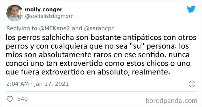20 Tuits de dueños de perros salchicha contando cómo es tener mascotas con tanta personalidad