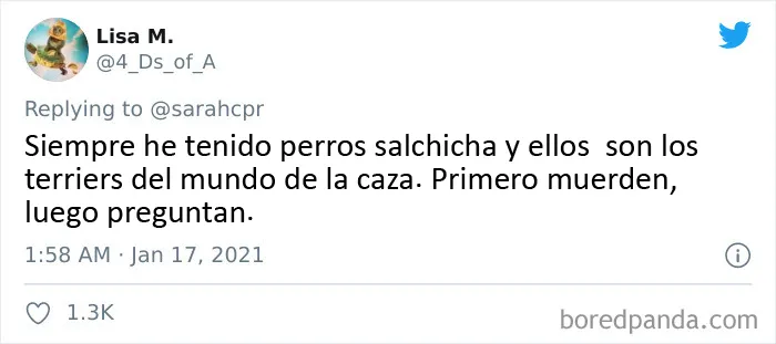 20 Tuits de dueños de perros salchicha contando cómo es tener mascotas con tanta personalidad