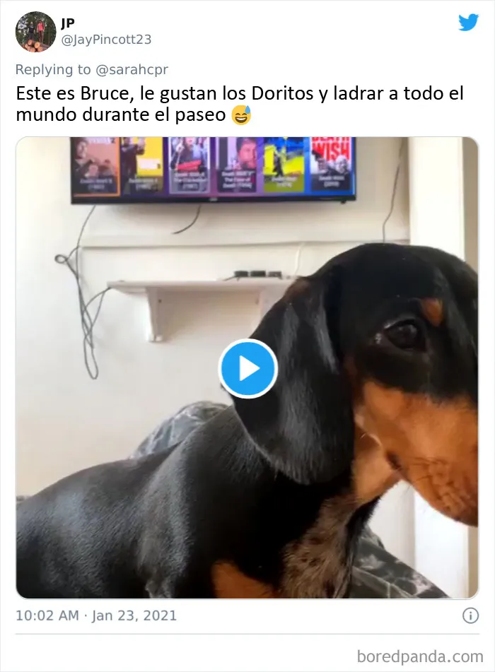 20 Tuits de dueños de perros salchicha contando cómo es tener mascotas con tanta personalidad