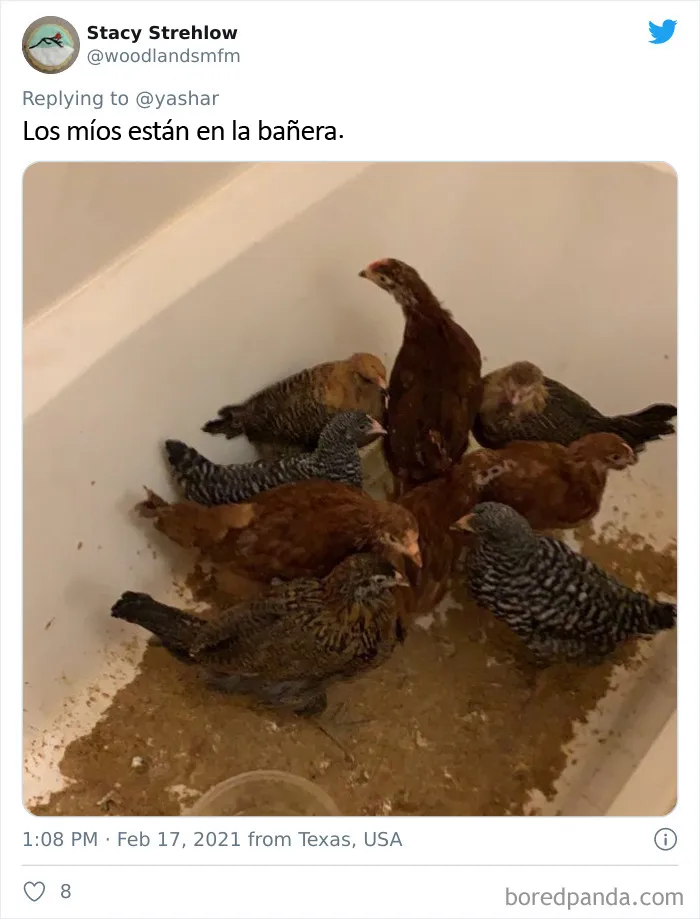 En Texas están resguardando a todo tipo de animales para protegerlos de la ola de frío (19 fotos)