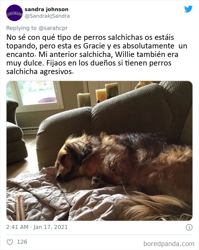 20 Tuits de dueños de perros salchicha contando cómo es tener mascotas con tanta personalidad