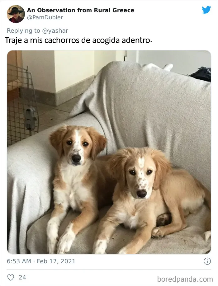 En Texas están resguardando a todo tipo de animales para protegerlos de la ola de frío (19 fotos)