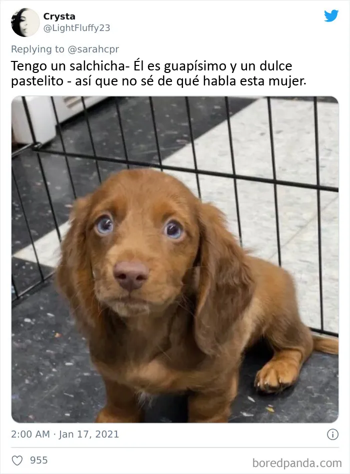 20 Tuits de dueños de perros salchicha contando cómo es tener mascotas con tanta personalidad