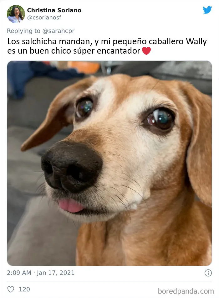 20 Tuits de dueños de perros salchicha contando cómo es tener mascotas con tanta personalidad