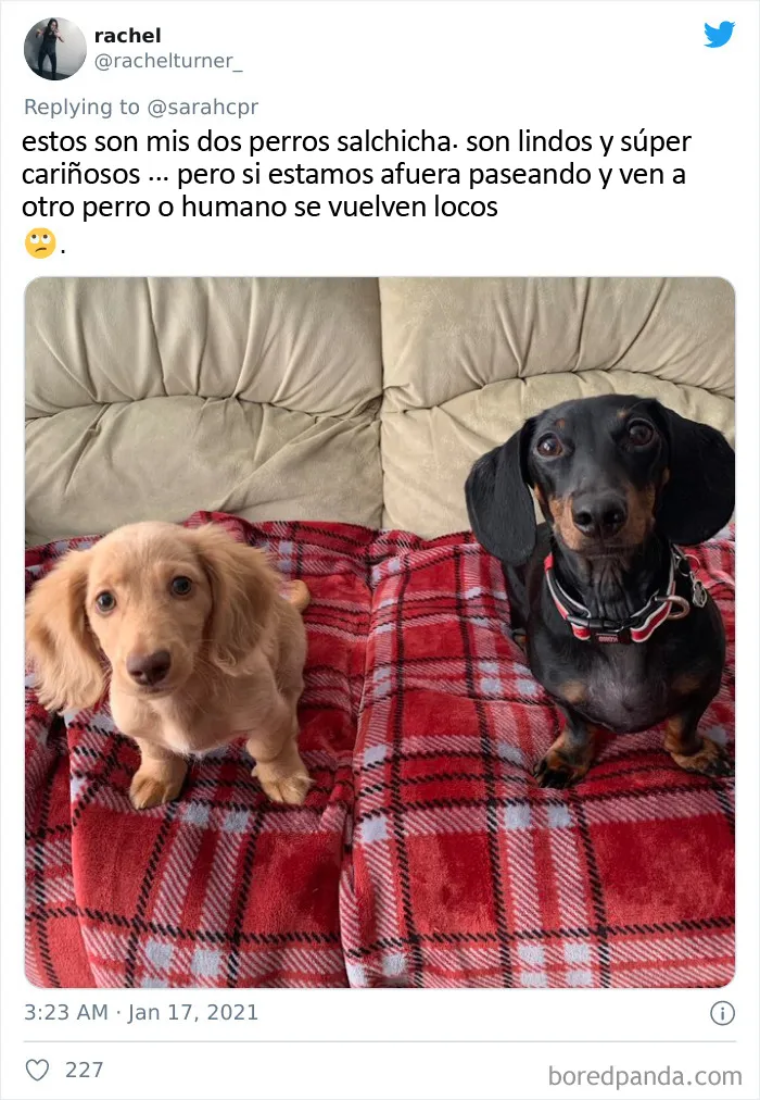 20 Tuits de dueños de perros salchicha contando cómo es tener mascotas con tanta personalidad
