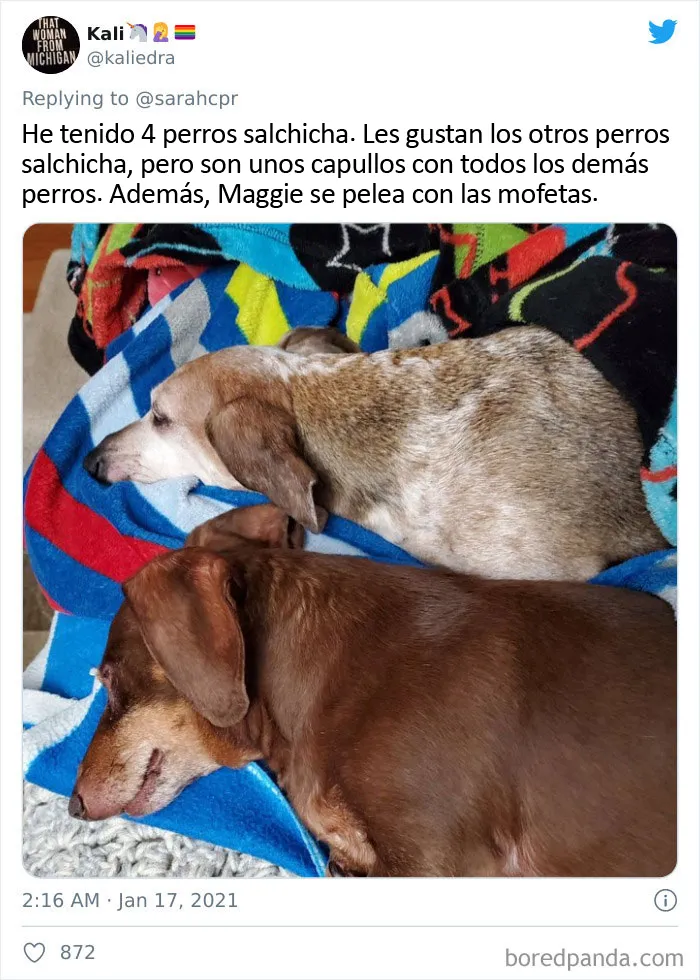 20 Tuits de dueños de perros salchicha contando cómo es tener mascotas con tanta personalidad