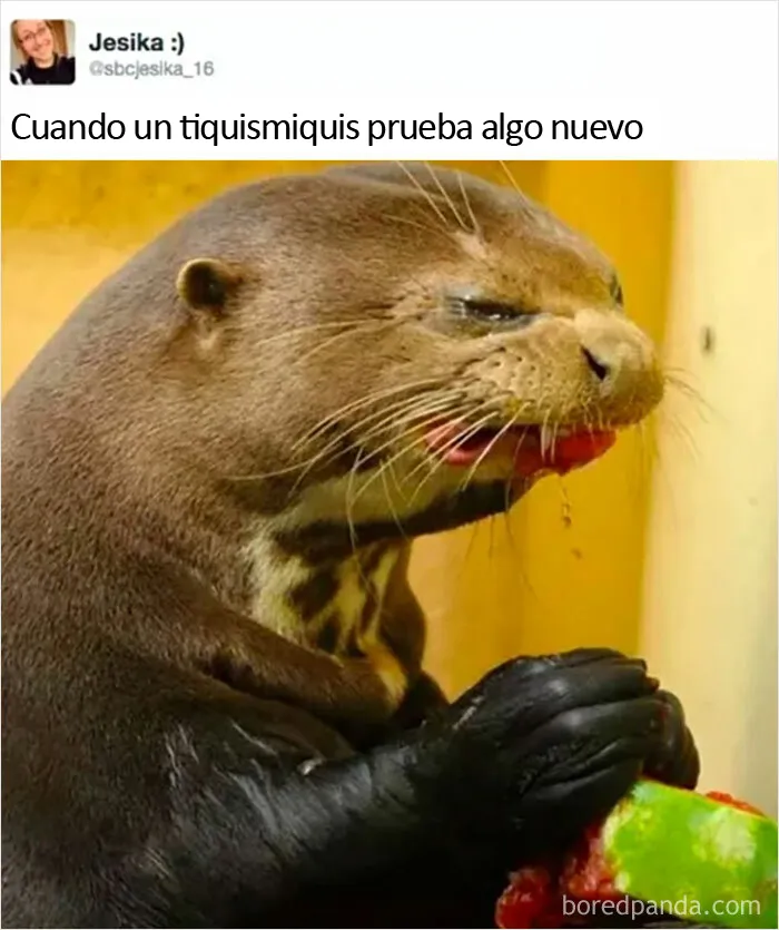 20 Memes y chistes para que los tiquismiquis con la comida se sientan señalados