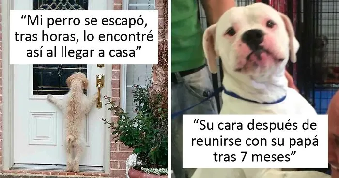 25 Fotos de perros desaparecidos que regresaron a sus hogares, y que te harán llorar