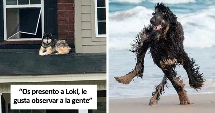 "¿Qué le pasa a tu perro?": La gente está publicando fotos de perros que "funcionan mal" (49 nuevas fotos)