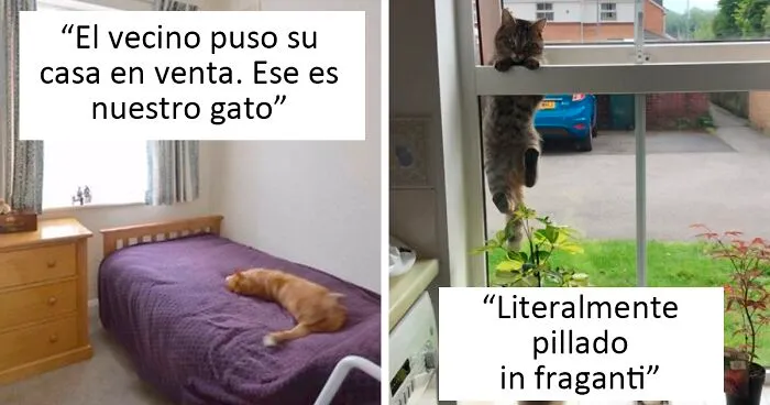 25 Gatos que hacen lo que quieren en estos tuits de "Este es mi gato, pero esta no es mi casa" y "Esta es mi casa, pero este no es mi gato"
