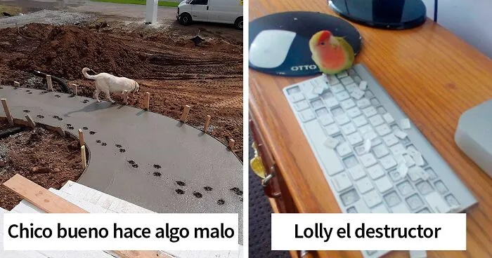50 Animales destruyendo cosas que fueron pillados in fraganti