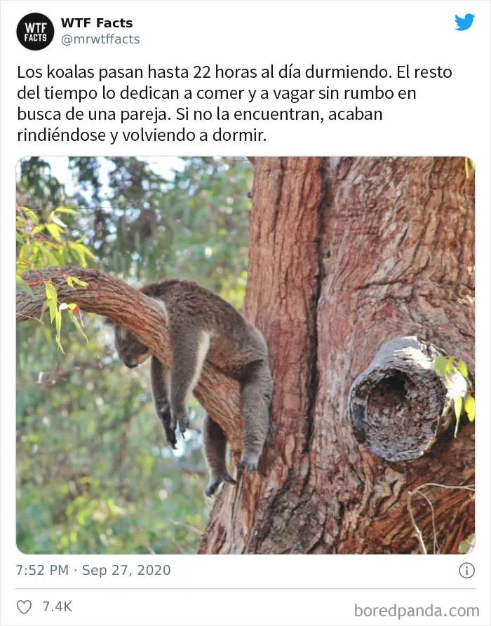 35 Datos sorprendentes que parecen falsos pero no lo son, compartidos por esta cuenta de Twitter