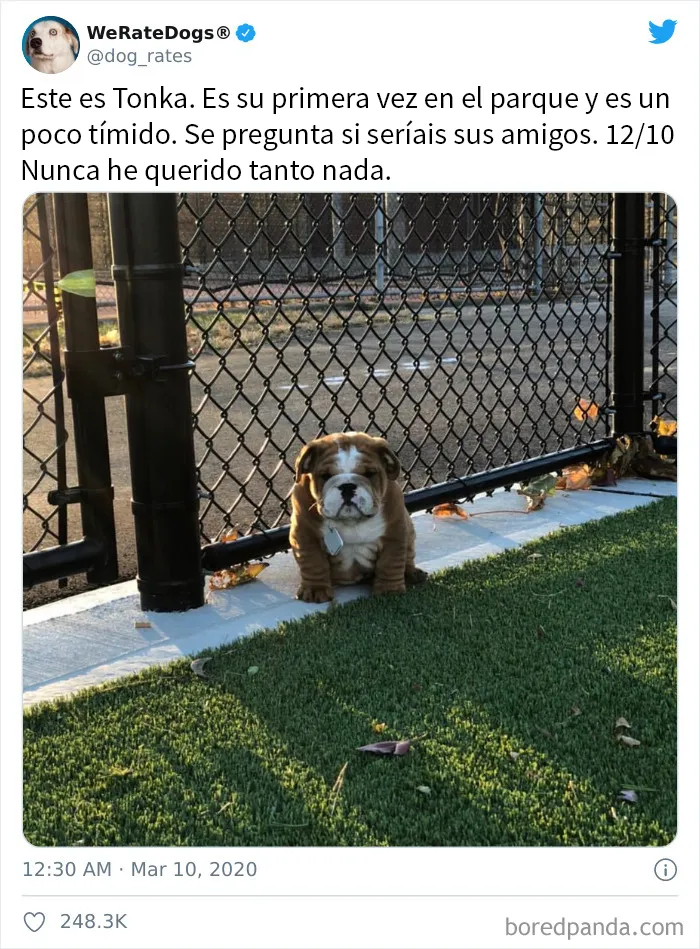25 Personas que pidieron una valoración de sus perros y recibieron respuestas buenísimas (nuevas fotos)