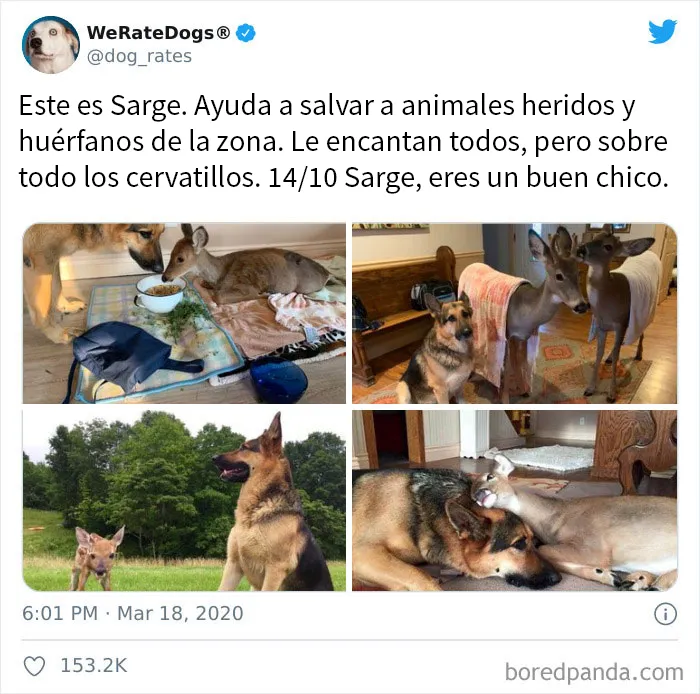 25 Personas que pidieron una valoración de sus perros y recibieron respuestas buenísimas (nuevas fotos)