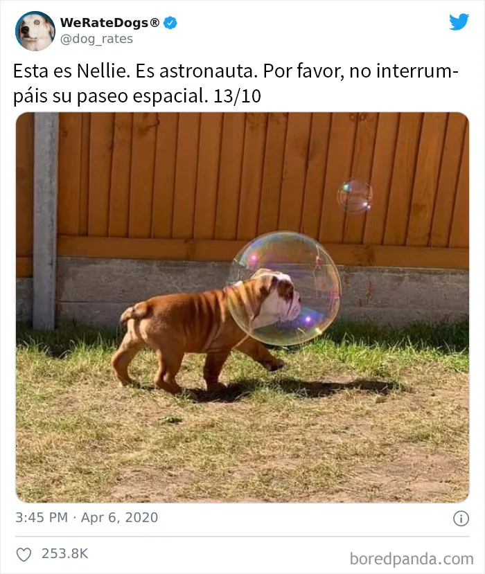 25 Personas que pidieron una valoración de sus perros y recibieron respuestas buenísimas (nuevas fotos)