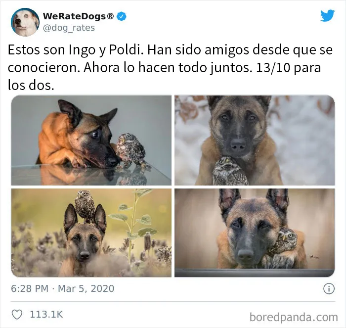 25 Personas que pidieron una valoración de sus perros y recibieron respuestas buenísimas (nuevas fotos)