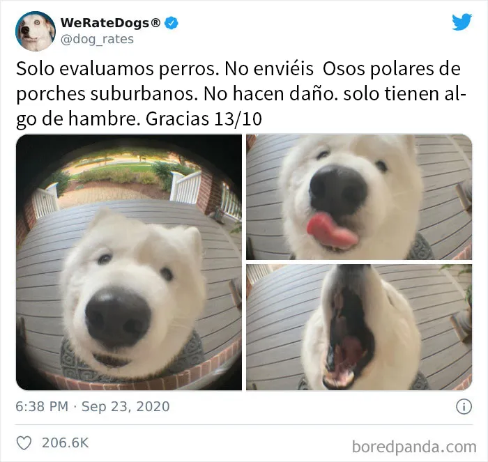 25 Personas que pidieron una valoración de sus perros y recibieron respuestas buenísimas (nuevas fotos)
