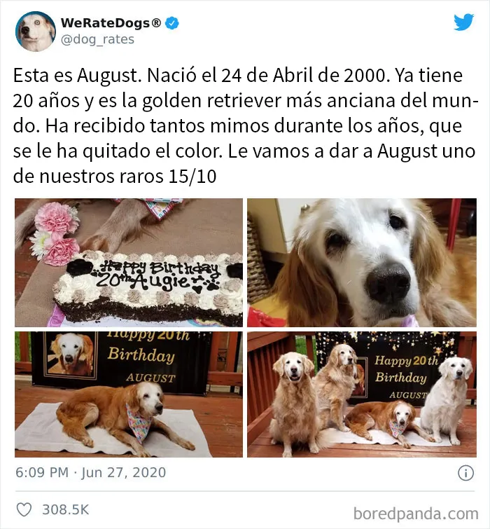 25 Personas que pidieron una valoración de sus perros y recibieron respuestas buenísimas (nuevas fotos)