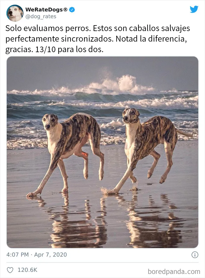 25 Personas que pidieron una valoración de sus perros y recibieron respuestas buenísimas (nuevas fotos)