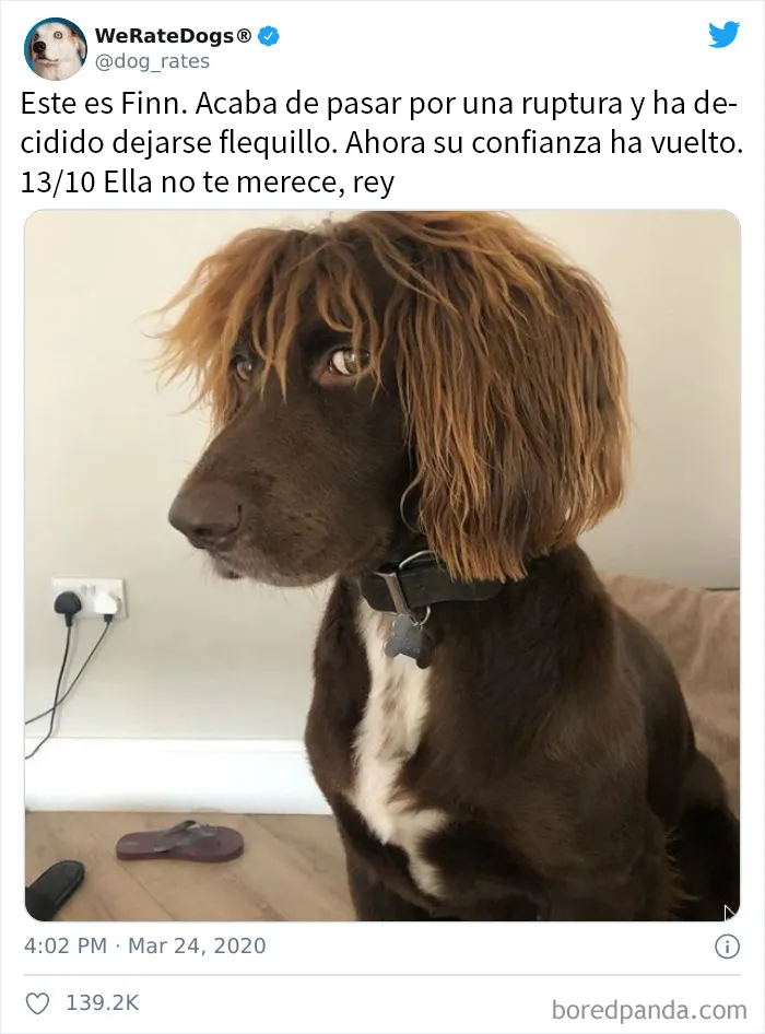 25 Personas que pidieron una valoración de sus perros y recibieron respuestas buenísimas (nuevas fotos)