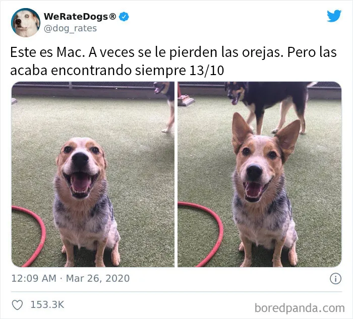 25 Personas que pidieron una valoración de sus perros y recibieron respuestas buenísimas (nuevas fotos)