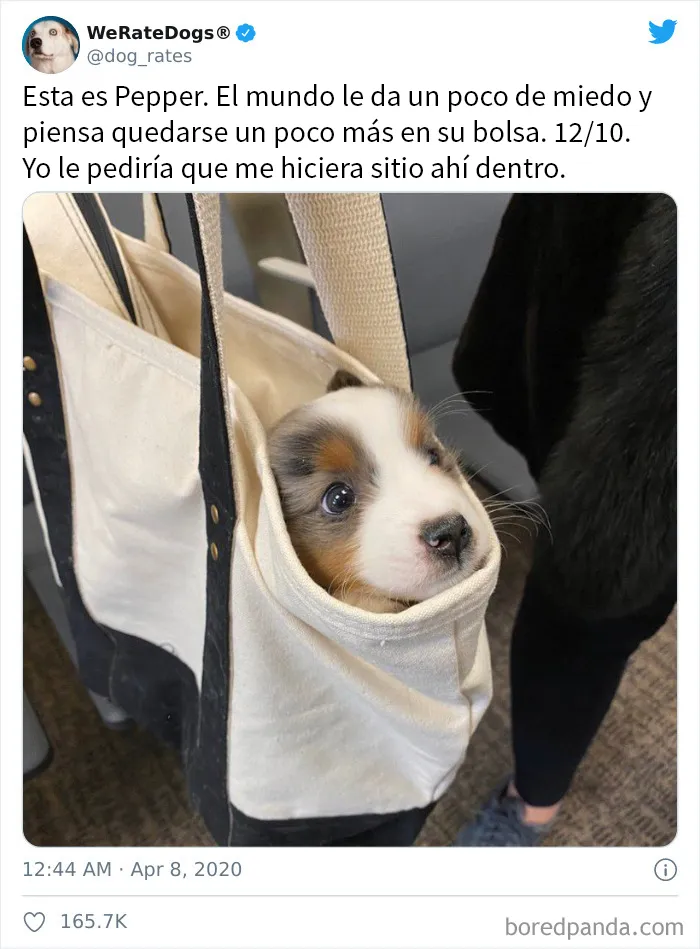 25 Personas que pidieron una valoración de sus perros y recibieron respuestas buenísimas (nuevas fotos)