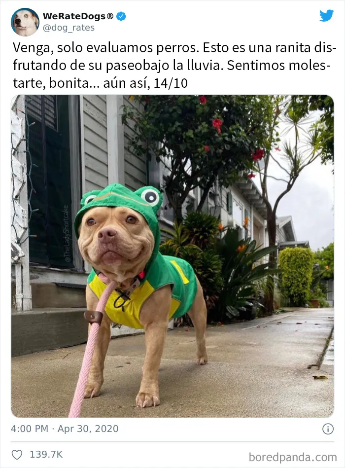 25 Personas que pidieron una valoración de sus perros y recibieron respuestas buenísimas (nuevas fotos)