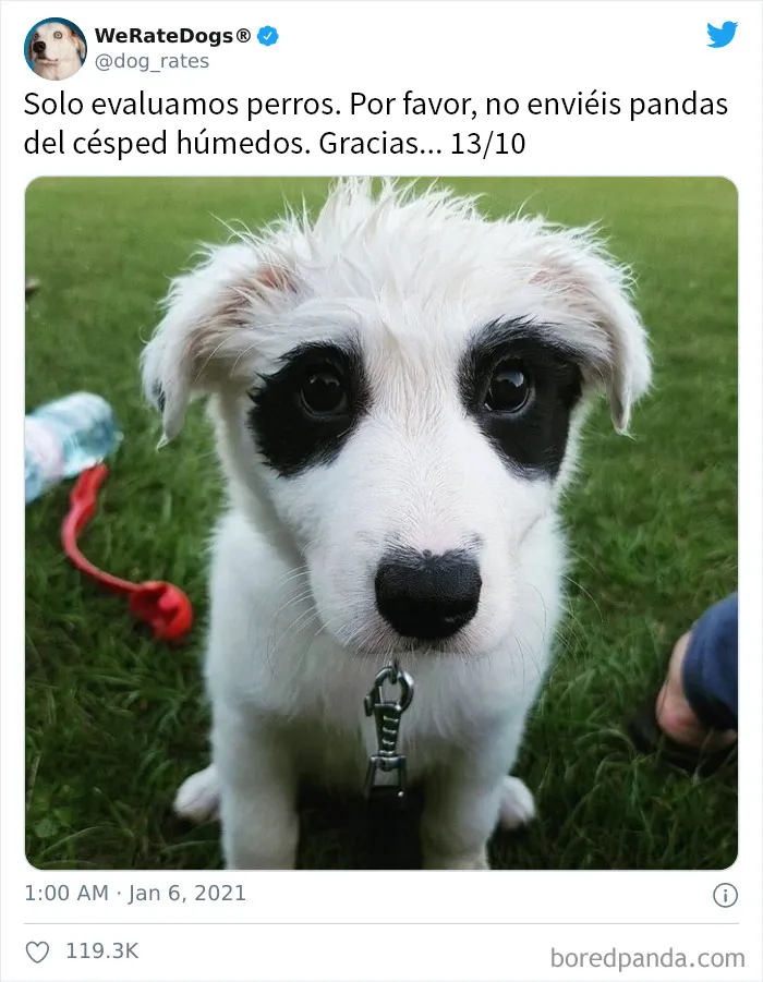 25 Personas que pidieron una valoración de sus perros y recibieron respuestas buenísimas (nuevas fotos)