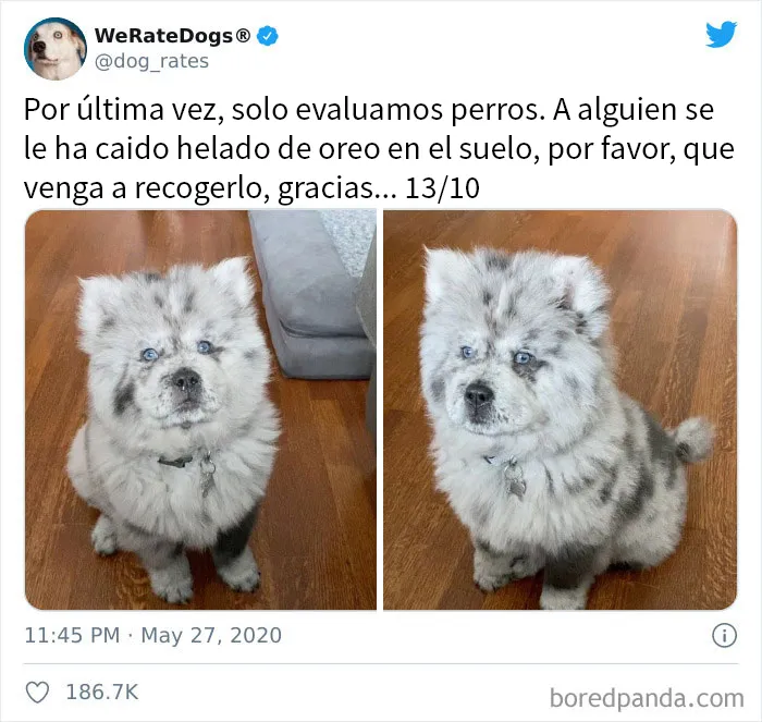25 Personas que pidieron una valoración de sus perros y recibieron respuestas buenísimas (nuevas fotos)