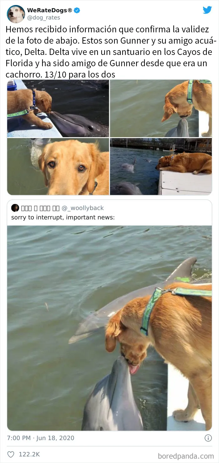 25 Personas que pidieron una valoración de sus perros y recibieron respuestas buenísimas (nuevas fotos)