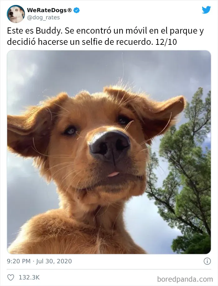 25 Personas que pidieron una valoración de sus perros y recibieron respuestas buenísimas (nuevas fotos)