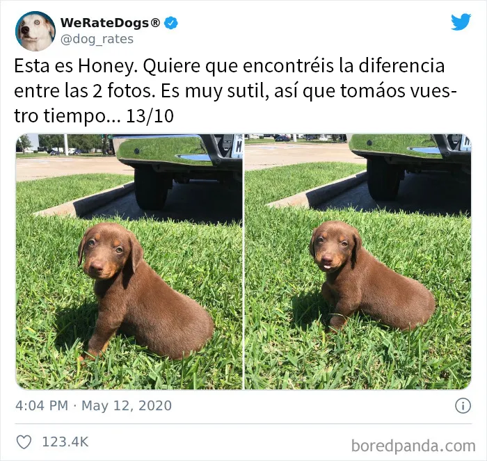 25 Personas que pidieron una valoración de sus perros y recibieron respuestas buenísimas (nuevas fotos)