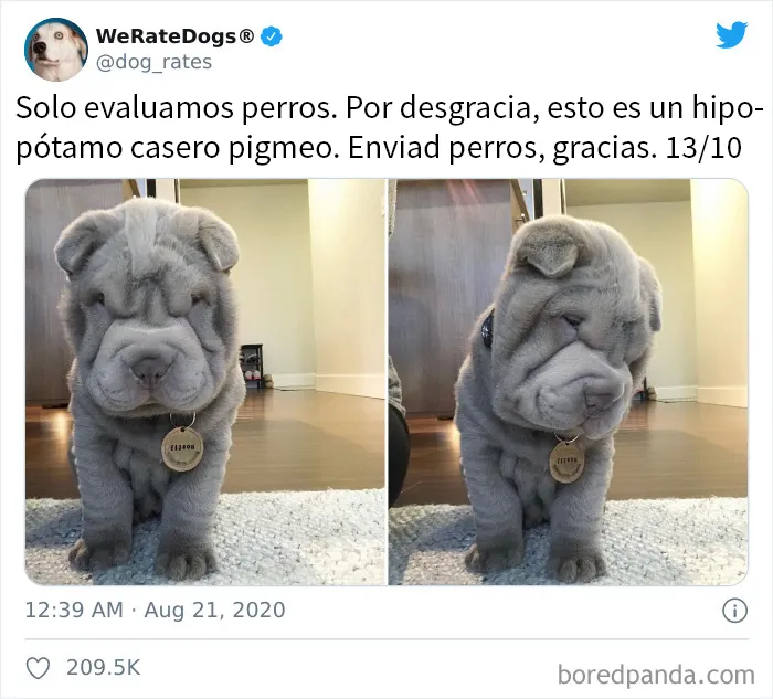 25 Personas que pidieron una valoración de sus perros y recibieron respuestas buenísimas (nuevas fotos)