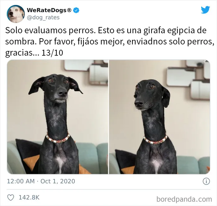 25 Personas que pidieron una valoración de sus perros y recibieron respuestas buenísimas (nuevas fotos)