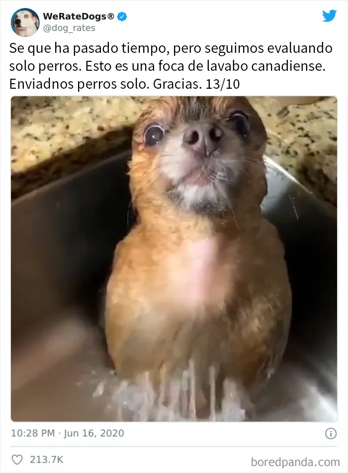 25 Personas que pidieron una valoración de sus perros y recibieron respuestas buenísimas (nuevas fotos)