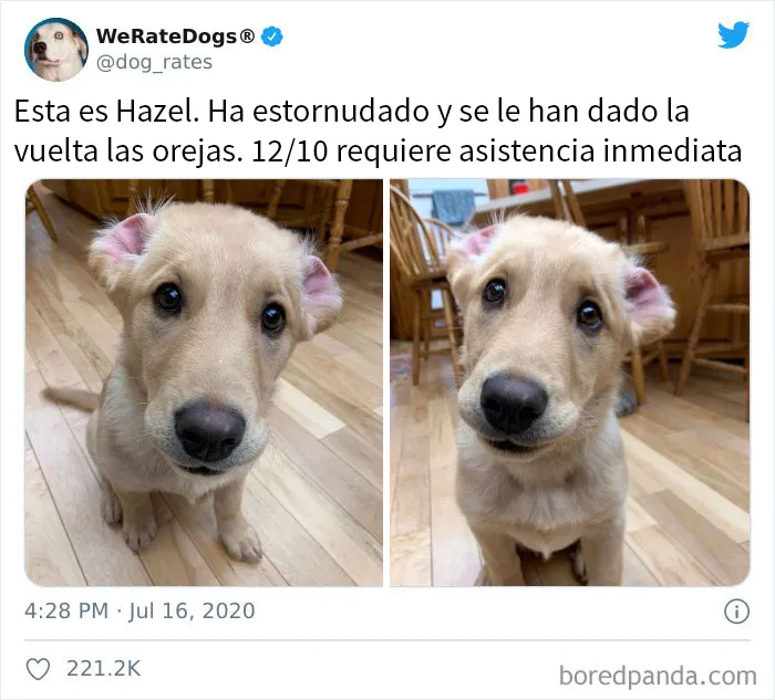 25 Personas que pidieron una valoración de sus perros y recibieron respuestas buenísimas (nuevas fotos)