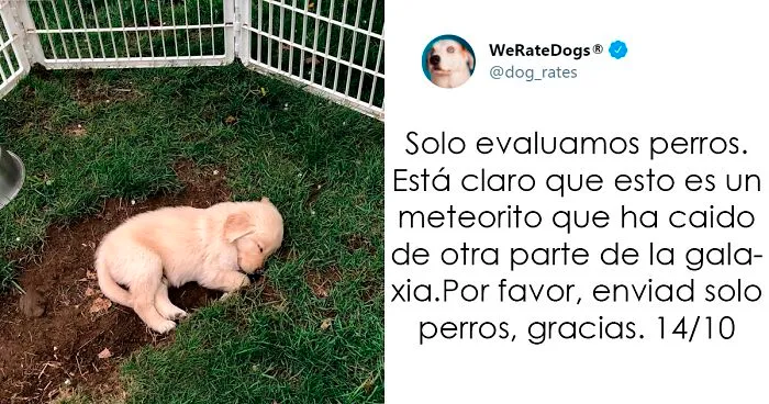25 Personas que pidieron una valoración de sus perros y recibieron respuestas buenísimas (nuevas fotos)
