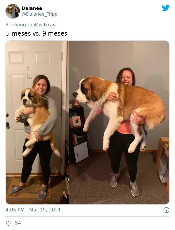 La gente comparte adorables fotos de lo rápido que crecen sus perros (35 fotos)