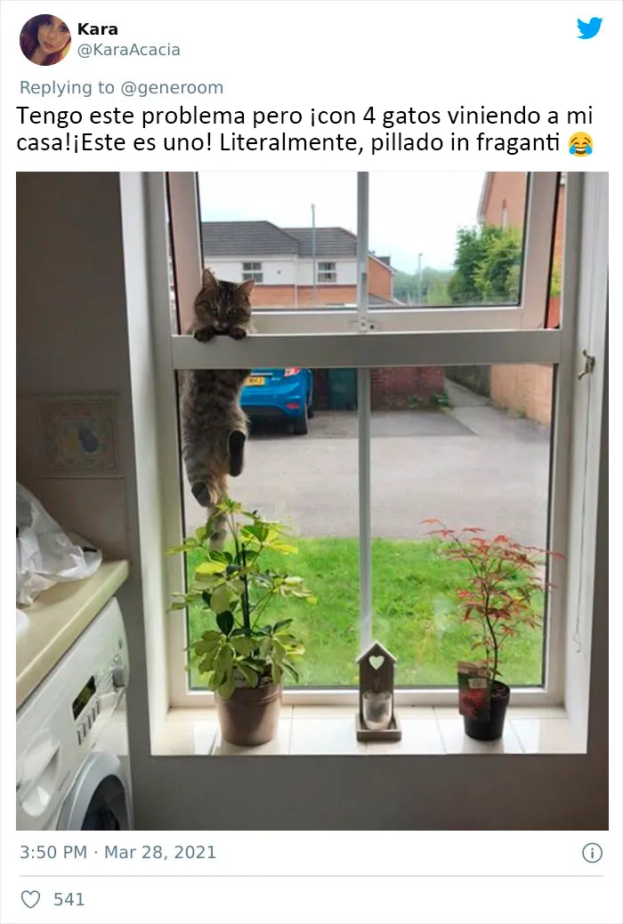 25 Gatos que hacen lo que quieren en estos tuits de "Este es mi gato, pero esta no es mi casa" y "Esta es mi casa, pero este no es mi gato"