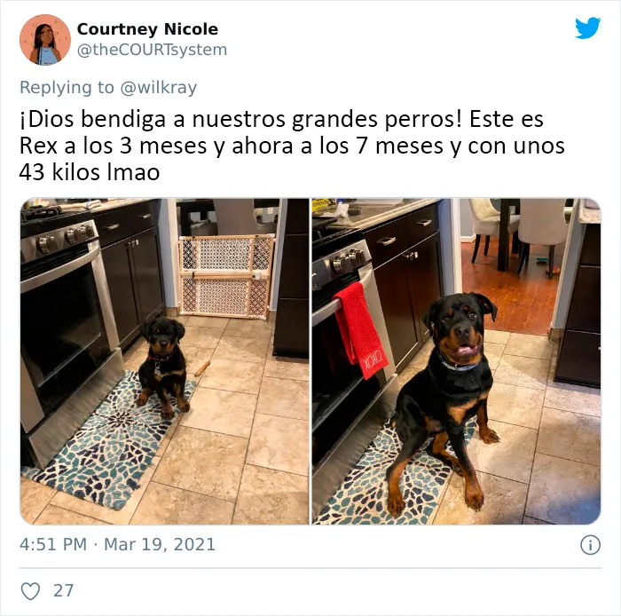 La gente comparte adorables fotos de lo rápido que crecen sus perros (35 fotos)