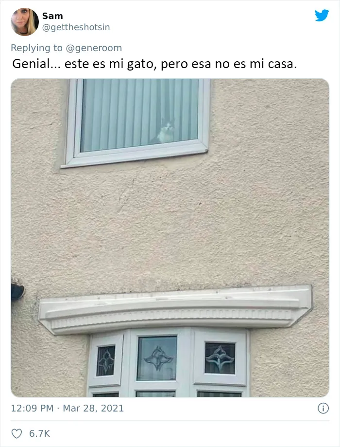 25 Gatos que hacen lo que quieren en estos tuits de "Este es mi gato, pero esta no es mi casa" y "Esta es mi casa, pero este no es mi gato"