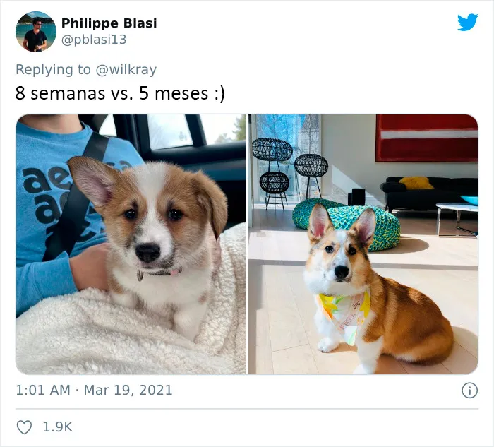 La gente comparte adorables fotos de lo rápido que crecen sus perros (35 fotos)
