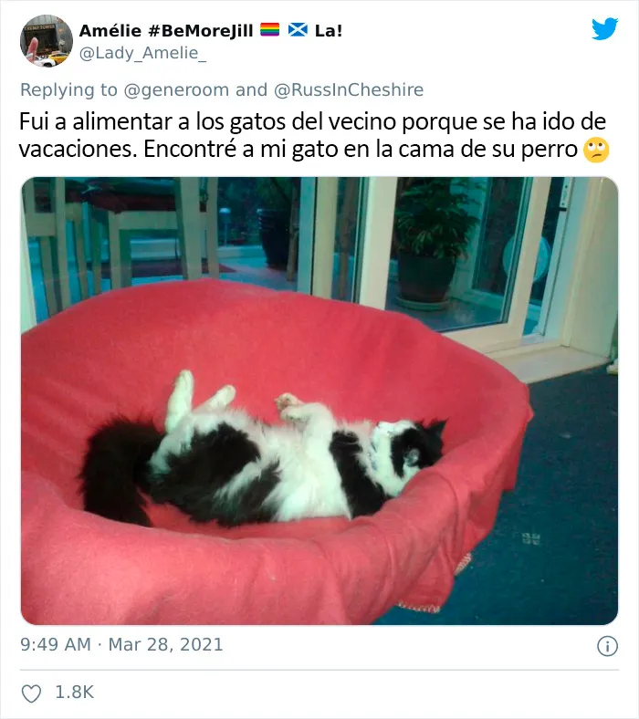 25 Gatos que hacen lo que quieren en estos tuits de "Este es mi gato, pero esta no es mi casa" y "Esta es mi casa, pero este no es mi gato"