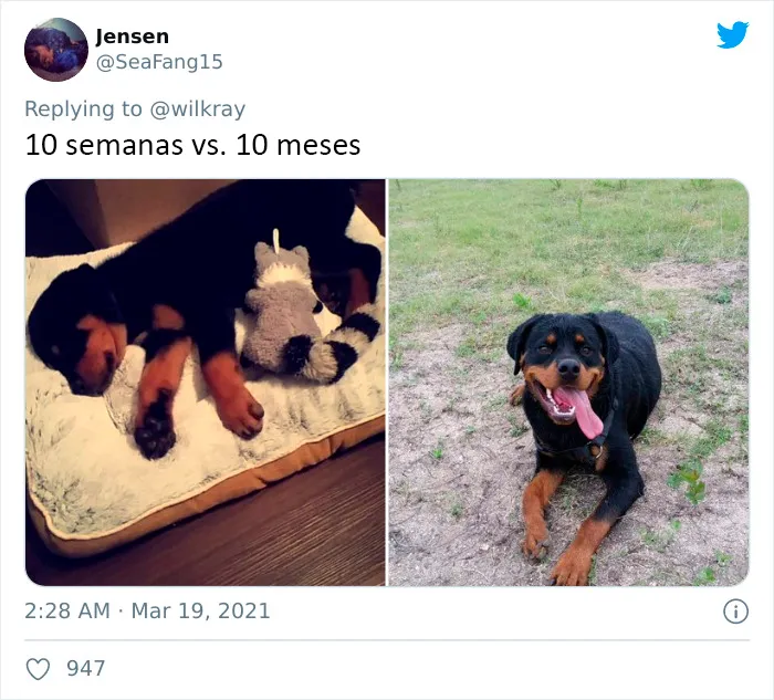 La gente comparte adorables fotos de lo rápido que crecen sus perros (35 fotos)