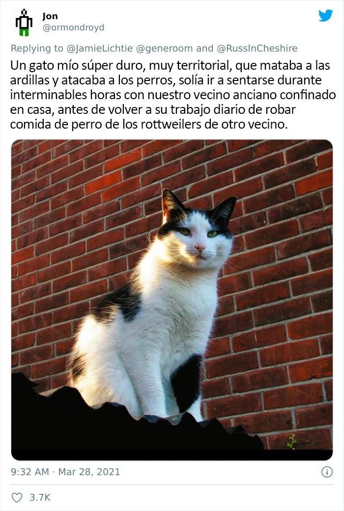 25 Gatos que hacen lo que quieren en estos tuits de "Este es mi gato, pero esta no es mi casa" y "Esta es mi casa, pero este no es mi gato"